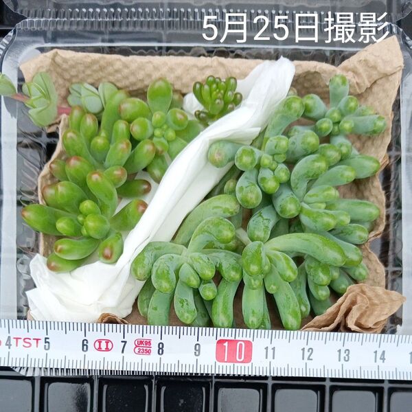 ルビーティントと乙女心セット(カット苗)多肉植物