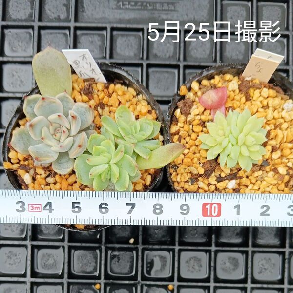 エケベリアちょこん入り葉挿しセットa(抜き苗)多肉植物