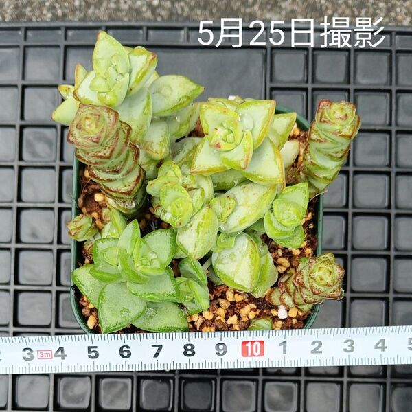 クラッスラ2種セット(抜き苗、カット苗)多肉植物