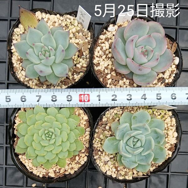 ミックスベリア4種セット(抜き苗)多肉植物