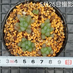 ハオルチア オブツーサ小苗セット(抜き苗)