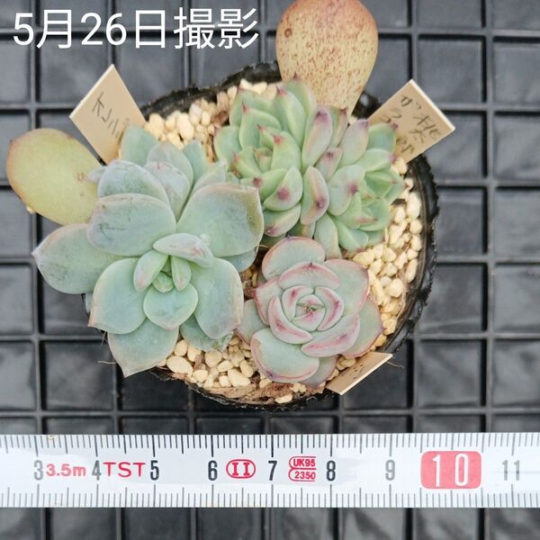 エケベリア葉挿しセットc(抜き苗)多肉植物