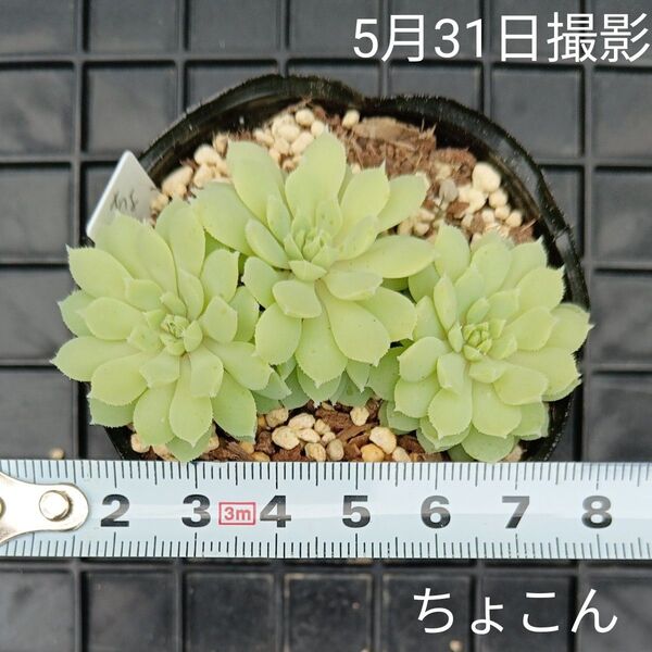 ミックスベリア ちょこん3苗セット(抜き苗)多肉植物