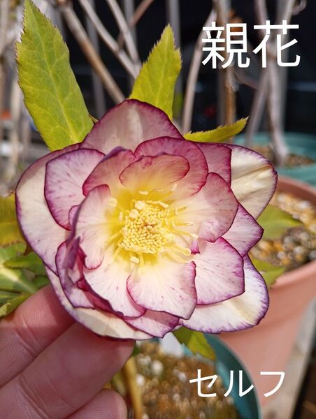 クリスマスローズ 種子 10粒以上多肉植物