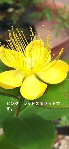 ヒペリカム レッド と ピンク 2苗セットです。とても丈夫で育てやすい。