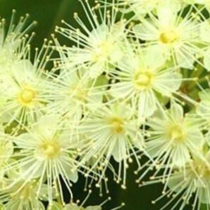 レモンマートル 葉っぱがレモンの香りがします。根元にオキザリス桃の輝きの芽が。とても丈夫で育てやすいです。