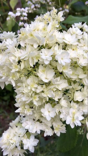 ヘイズスターバースト 開花株 一際目を引くアジサイです。