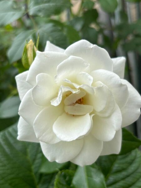 香りの良い、白いバラ 白バラは他の植物との相性バッチリ。花付きがよく、挿し木での活着がいいです。3本 根はありません。