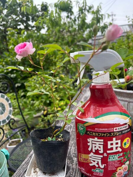 ミニバラ メイ とても奥ゆかしい香りのバラです。生育旺盛です。トレリスに仕立てても 。つるバラです。