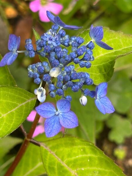 アジサイ 挿し木枝 3本 根はありません。私もお気に入りのアジサイを挿し木で増やしています。とても容易です。