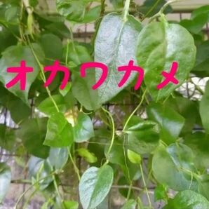 オカワカメとミント詰合せ●農薬や化学肥料を使わない家庭菜園です●発送日に摘み取ります●お弁当の彩りや卵焼きに。ミントはデザートにも