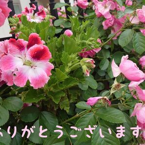 ◆F様オーダーページ◆2点同梱
