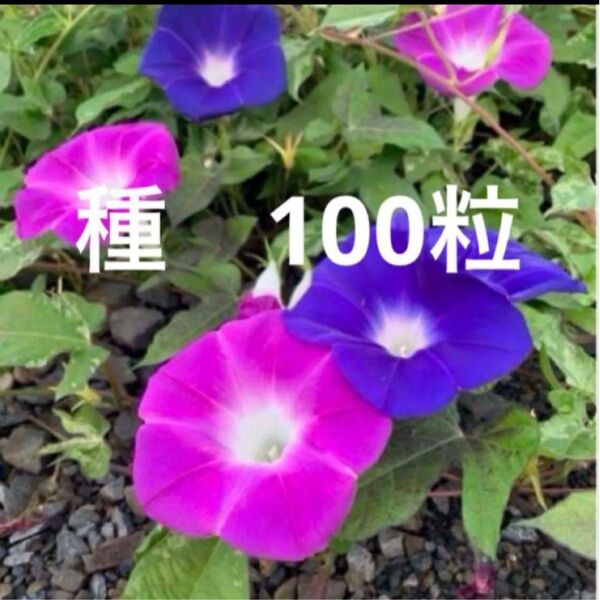 あさがお 朝顔 種子 種 100粒+α