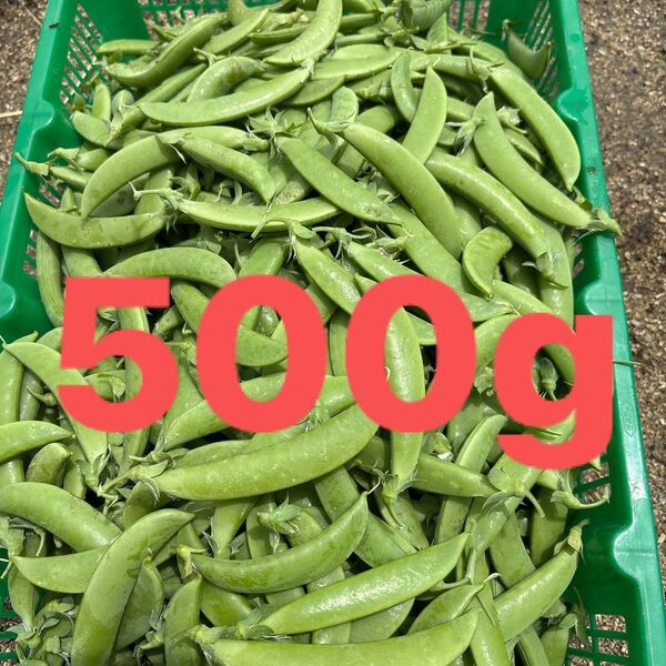スナップえんどう 無農薬 約500g