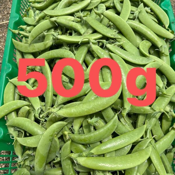 スナップえんどう 無農薬 500g