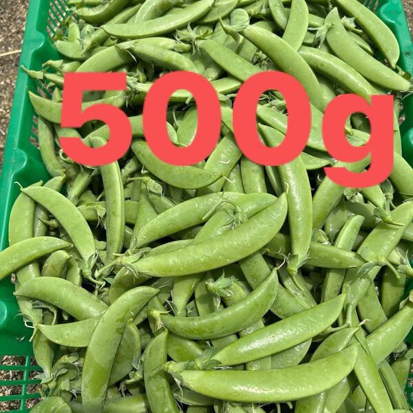 スナップえんどう 無農薬 500g