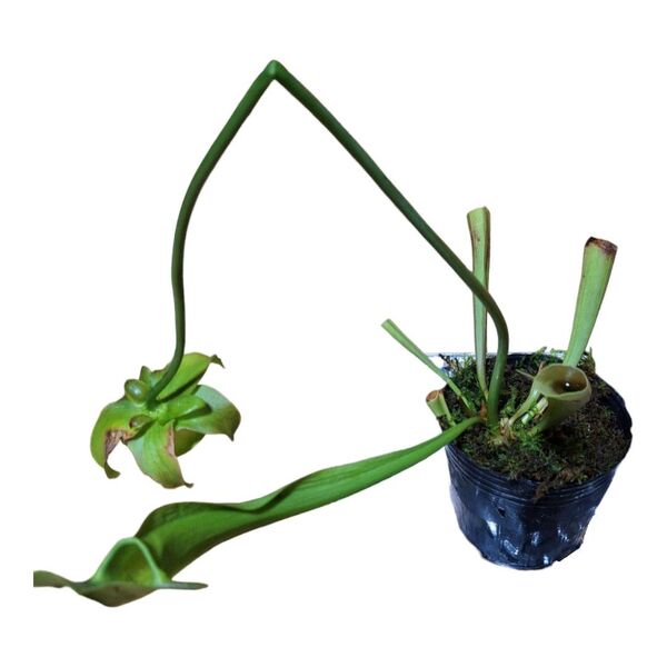 食虫植物 サラセニア苗