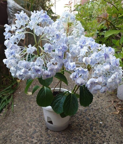 紫陽花 万華鏡