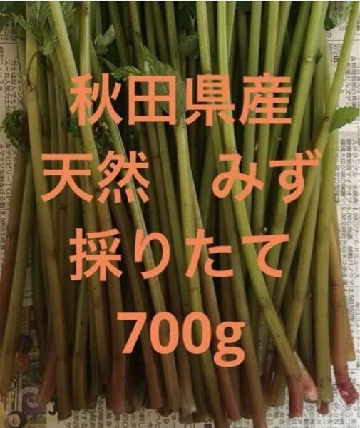 秋田県産 山菜 天然 みず ミズ 採りたて 700g