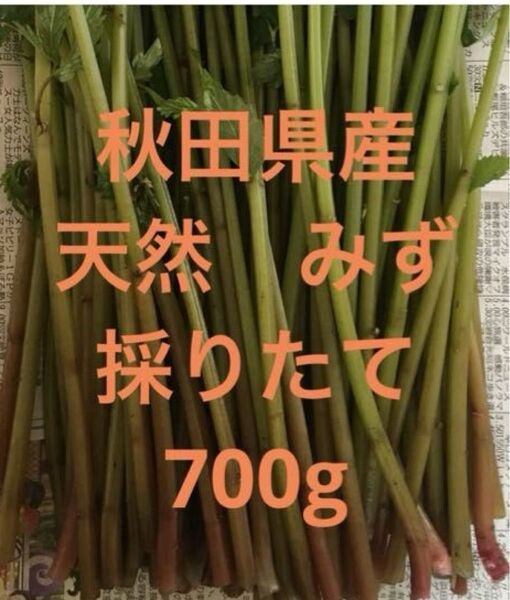 秋田県産 山菜 天然 みず ミズ 採りたて 700g