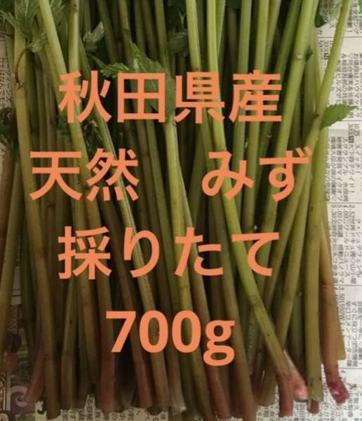秋田県産 山菜 天然 みず ミズ 採りたて 700g