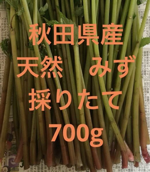 秋田県産 山菜 天然 みず ミズ 採りたて 700g