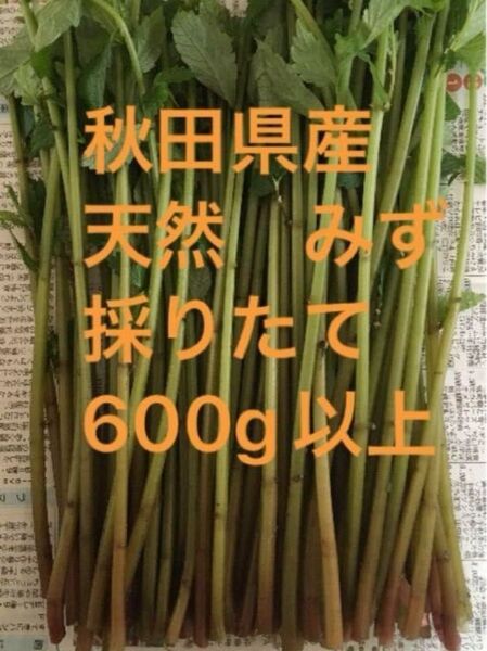 秋田県産 山菜 天然 みず ミズ 採りたて 600g以上