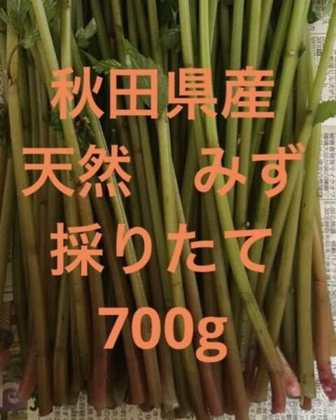 秋田県産 山菜 天然 みず ミズ 採りたて 700g