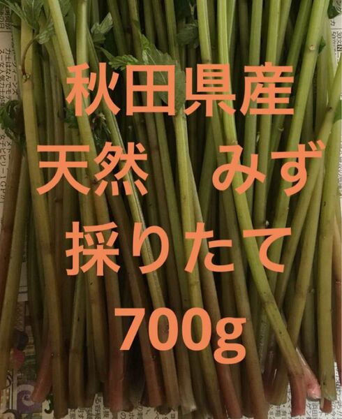 秋田県産 山菜 天然 みず ミズ 採りたて 700g