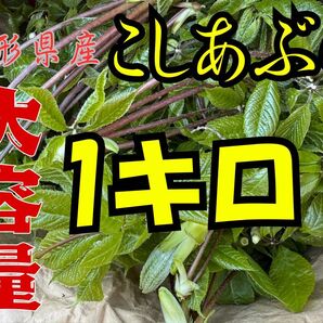 山形県産こしあぶら天然物1キロ