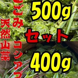 天然山菜コゴミ500gと天然山菜コシアブラ400g