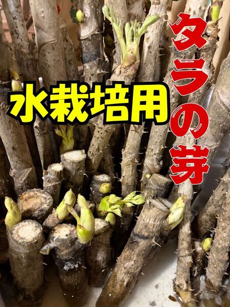 水栽培用 タラの芽 40本