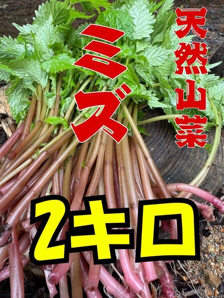 天然山菜 ミズ 2キロ