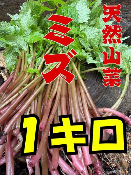 新鮮天然山菜【ミズ】1キロ