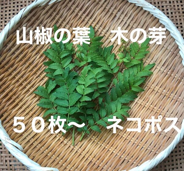 山椒の葉 木の芽 50枚以上 ネコポス 自然栽培 農薬不使用