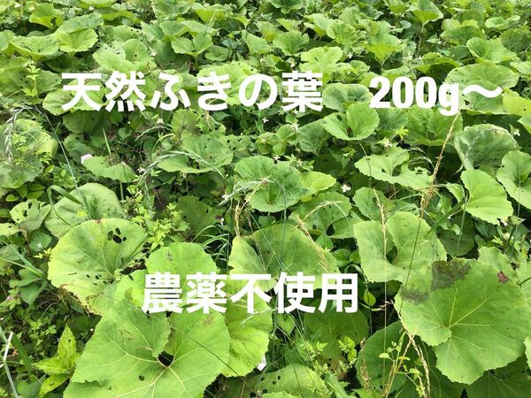 天然ふきの葉 200g〜 ネコポス 農薬不使用