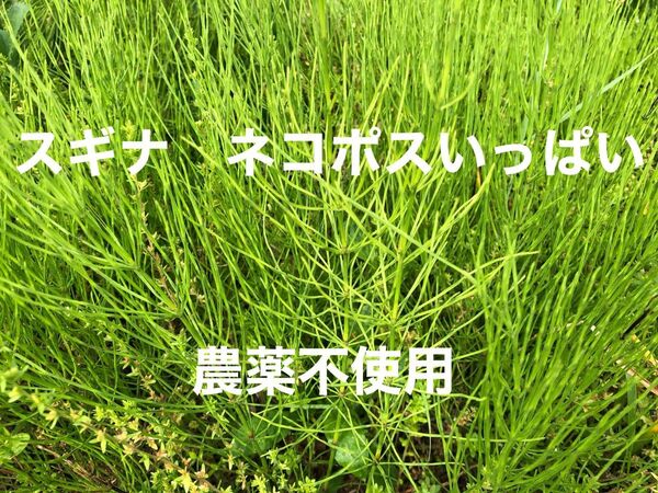 スギナ ネコポスいっぱい 農薬不使用 デトックス 美容 野草茶