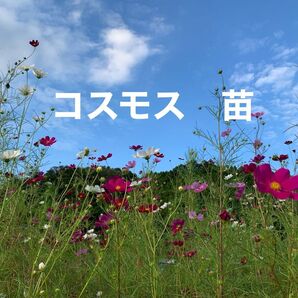 コスモス 抜き苗 ネコポス