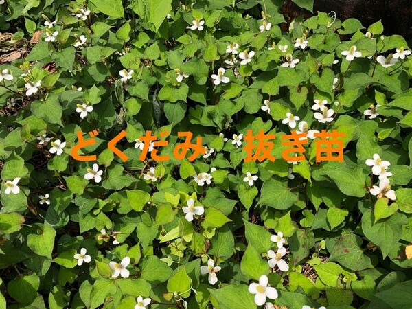 どくだみ 抜き苗 30本程 自然栽培 ネコポス