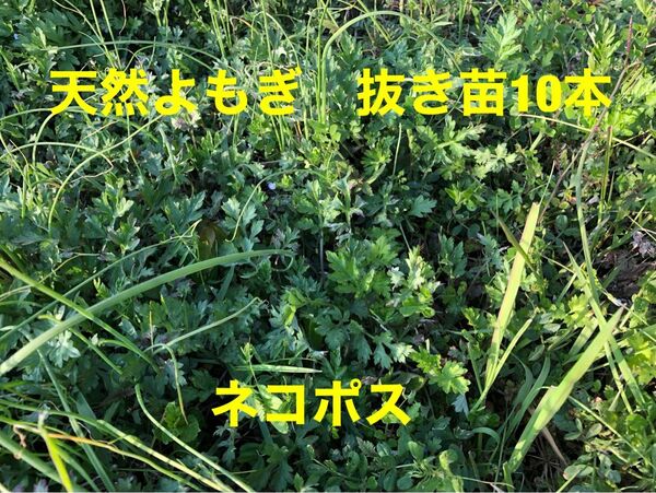 天然よもぎ 抜き苗10本 農薬不使用 ネコポス