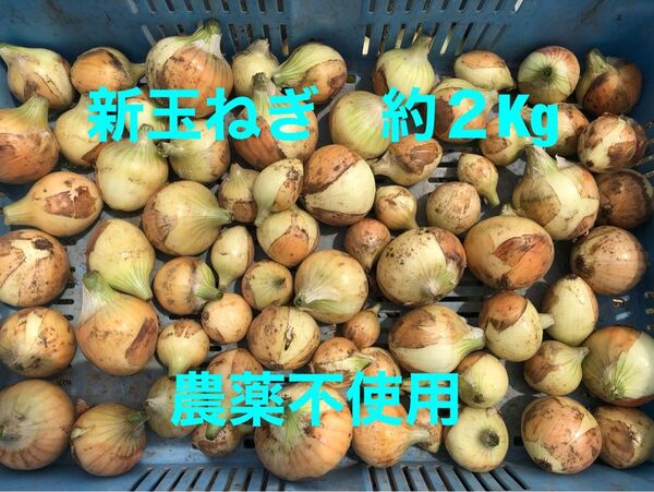新玉ねぎ 約2Kg(箱込み) 農薬不使用 サラダ カレー BBQなど