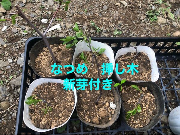 なつめ 挿し木 新芽付き 細め 農薬不使用 ネコポス