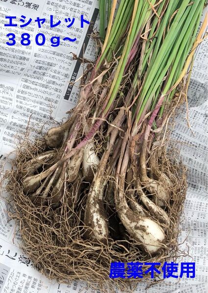 エシャレット 380g〜 ネコポス 農薬不使用 夏バテ予防
