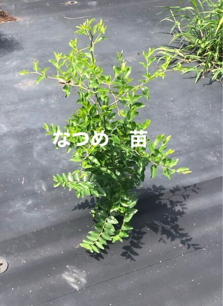 なつめ 苗 高さ約50cm 自然栽培 農薬・肥料不使用 抜き苗