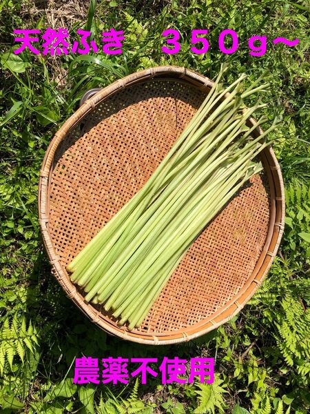 天然ふき 350g〜 自然栽培 農薬不使用 ネコポス 山菜 煮物 きゃらぶき