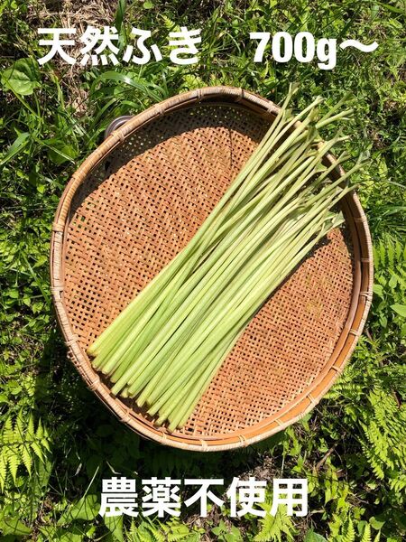 天然ふき 700g〜 農薬不使用 ネコポス 山菜 煮物 きゃらぶき