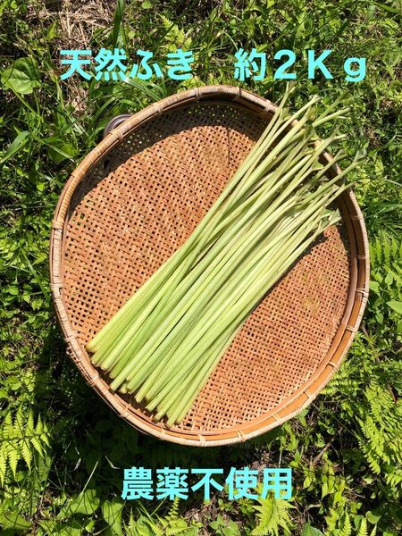 天然ふき 約2Kg 農薬不使用 山菜 煮物