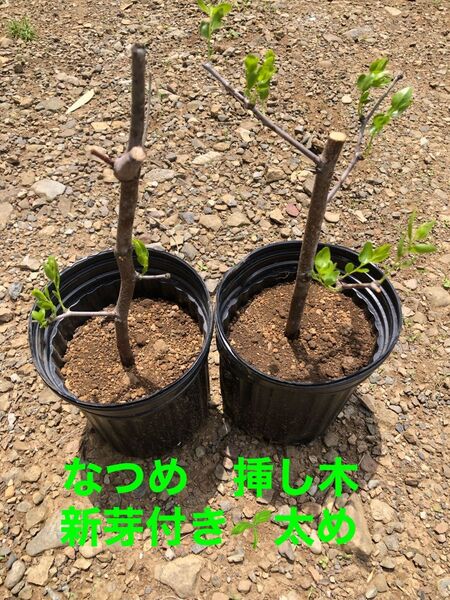 なつめ 挿し木 新芽付き 太め 農薬不使用 サイズ60〜