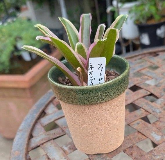 ネオレゲリア ファイアーボール3号陶器鉢