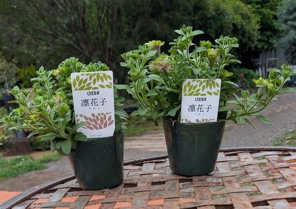 ゲブラさんの耐雨性ペチュニア 凛花子リカコ2苗セット3.5号ポット